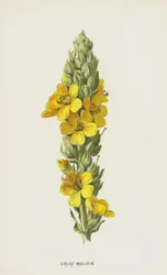 Great Mullein
