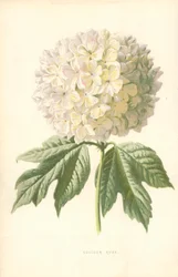 Guelder Rose