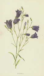 Harebell