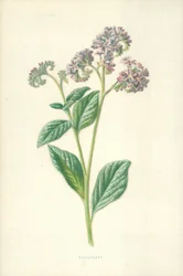 Heliotrope