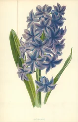 Hyacinth