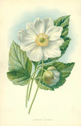Japanese Anemone