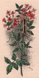 Letter I, Drop Cap Letter, from The Familiar Garden Flower