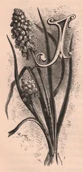 Letter J, drop cap letter, engraving
