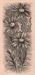 Letter N, drop cap letter, engraving