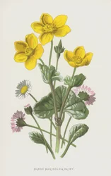 Marsh Marigold and Daisy