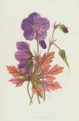 Meadow Cranes Bill