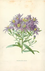 Michaelmas Daisy