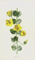 Moneywort