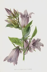Nettle-Leaved Bell-Flower