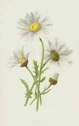 Ox-Eye Daisy