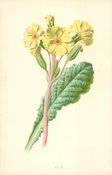 Oxlip