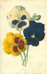 Pansies