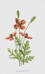 Prickly Headed Poppy