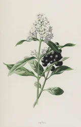 Privet