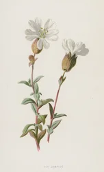 Sea Campion