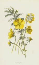 Silverweed