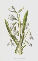 Snowdrop and Snowflake