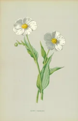 Snowy Crowfoot