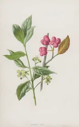 Spindle Tree