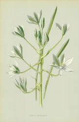 Star of Bethlehem