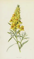Toad-Flax