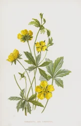 Tormentil and Cinquefoil