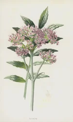 Valerian