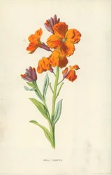 Wallflower