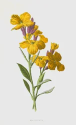 Wallflower