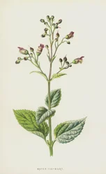 Water Fig-Wort
