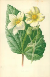 White Begonia
