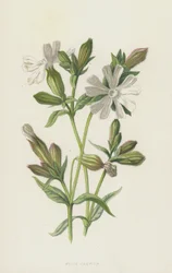 White Campion