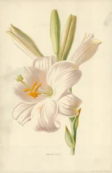 White Lily