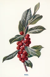 Wild Fruits of the Countryside: Holly