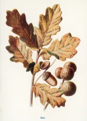 Wild Fruits of the Country-side: Oak