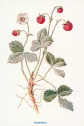Wild Fruits of the Country-side: Strawberry