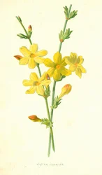 Winter Jasmine