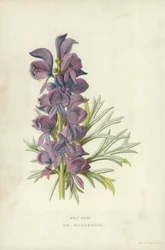Wolf Bane, or Monkshood