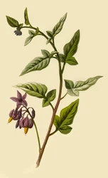 Woody Nightshade, 1877