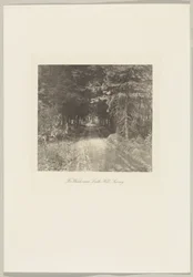 Fir Woods near Leith Hill, Surrey