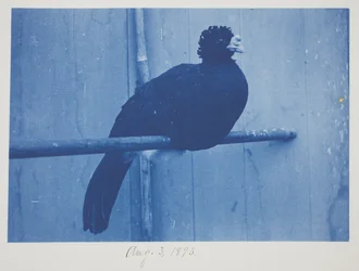Great Curassow, August 3