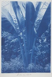 Untitled, December 10