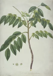 Brucea Antidysenterica
