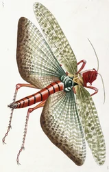 Egyptian Locust, 1790
