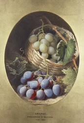 Red and White Grapes