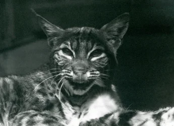 A Baby Lynx Bobcat licking its lips, London Zoo, June 1925