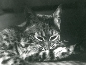A Bay Lynx Bobcat grooming