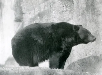 A Black Bear standing in its enclosure, on the Mappin Terraces, at London Zoo in 1924
