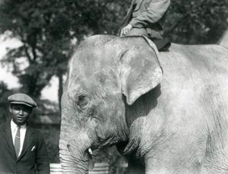 A Burmese Elephant with its trainer and another man, London Zoo, September 1926